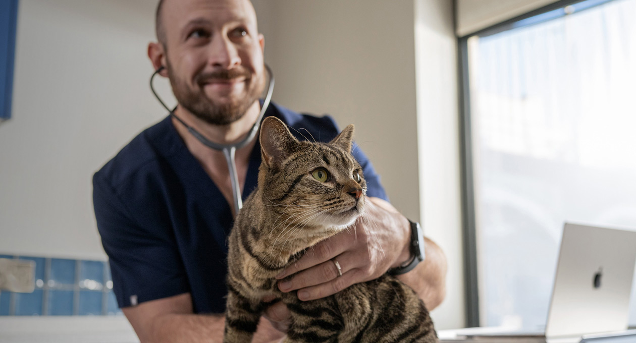 Un veterinario examina a un gato