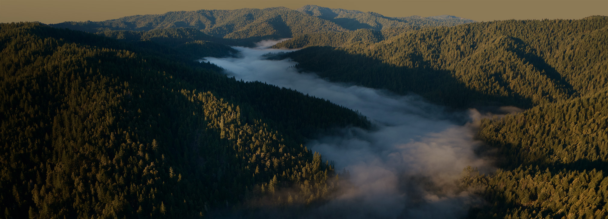 Aerial view of redwoods in the Gualala River Forest, forested mountains with mist settling in the valleys